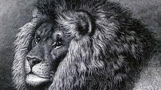 The Legendary Cape Lion The Legendary Cape Lion
