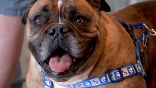 Dr. Jeff: Rocky Mountain Vet