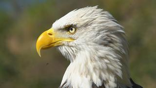 Eagle Eye Eagle Eye
