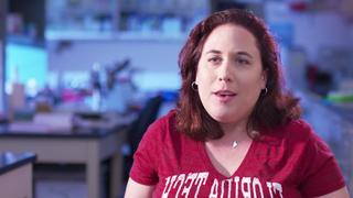 Shark Family Tree Shark Family Tree