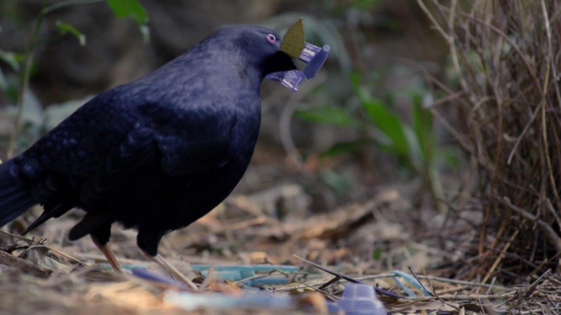 Watch Nature's Strangest Mysteries: Solved: S1E12 - Snowboarding Crow ...