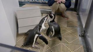 Penguins in Love Penguins in Love