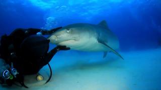 Cuddly Shark Cuddly Shark