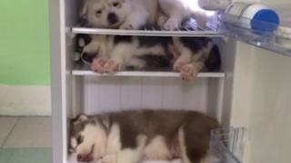 Fearless Failure Fearless Failure