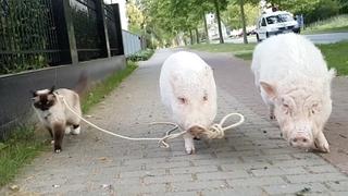 Down Under Down Under