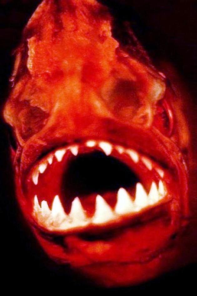Piranha