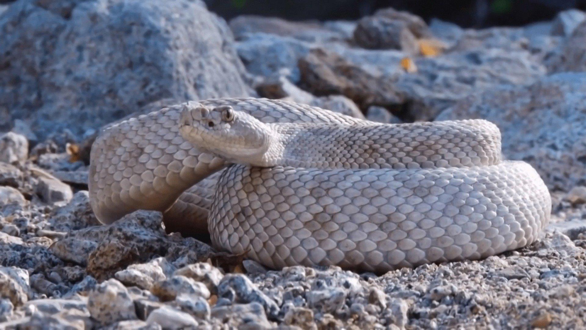 Watch Nature's Strangest Mysteries: Solved: S1E18 - Rattleless ...