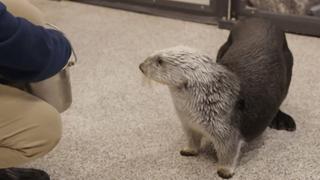 Baby Otter Rescue Baby Otter Rescue
