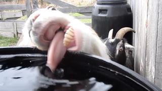 What's Up Dog? What's Up Dog?