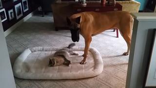 Cats, Dogs and Birds Cats, Dogs and Birds