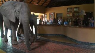 Elephants in the Room Elephants in the Room