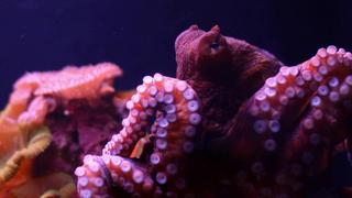 Octopus Throwdown! Octopus Throwdown!