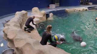 Dolphin Doctor Dolphin Doctor