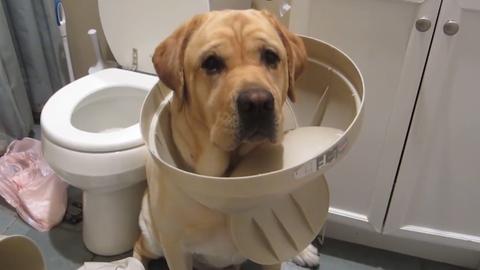 Cats vs. Dogs, Part 2