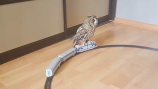 Animals Unscripted