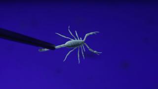 Scorpion Night Lights Scorpion Night Lights