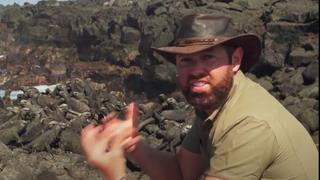 The Galapagos Giant The Galapagos Giant