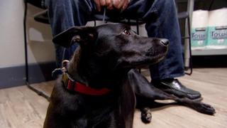 Dr. Jeff: Rocky Mountain Vet