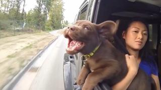 Dawgz Dawgz