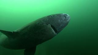 The 500-Year-Old Shark