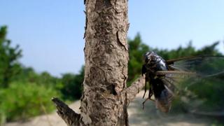 Bug Mathematician Bug Mathematician