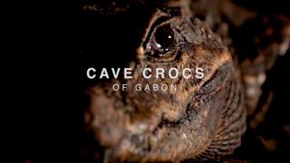 Cave Crocs of Gabon