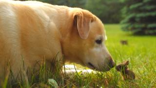 Cute and Fluffy Cute and Fluffy