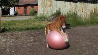 Funny Farm Funny Farm