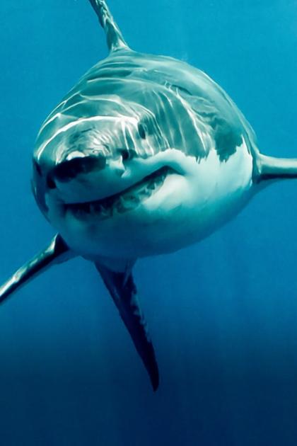Great White Kill Zone: Guadalupe