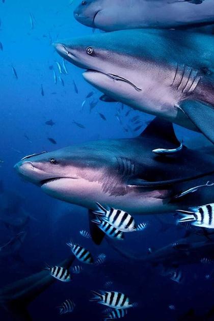 Shark Trip: Eat Prey Chum