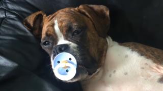 Animals Unscripted