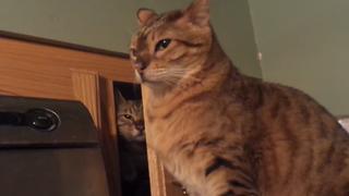 Cats Do the Darndest Things Cats Do the Darndest Things