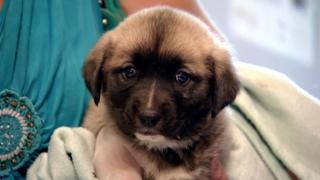 Dr. Jeff: Rocky Mountain Vet