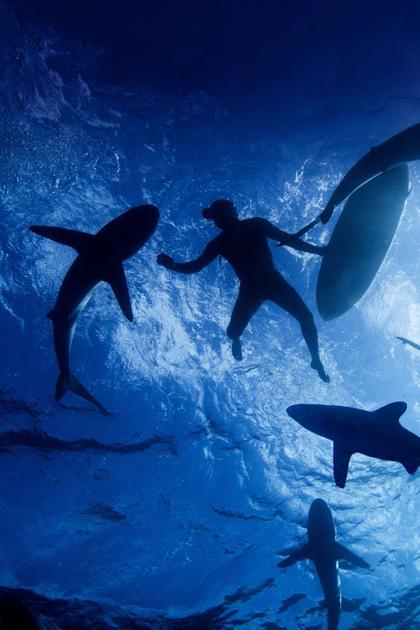 Sharkwrecked: Crash Landing