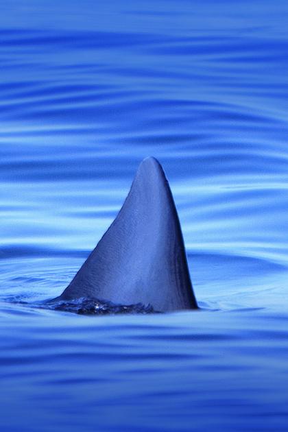 Sharks of the Badlands