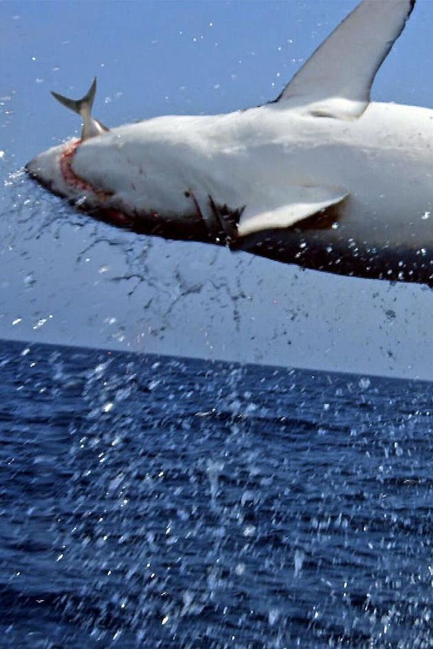 Monster Mako: Perfect Predator