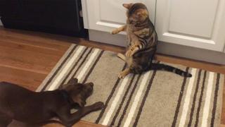 Animals Unscripted