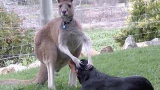 Kangaroo Court Kangaroo Court