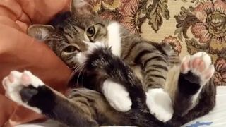 No Prob Llama No Prob Llama