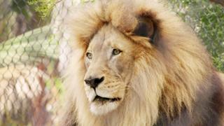 A Lion's Tale