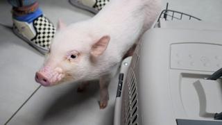 This Little Piggy Has Mites This Little Piggy Has Mites