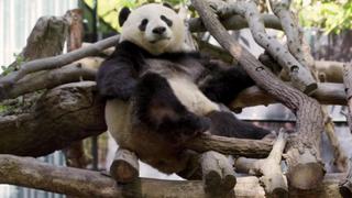 Panda-monium Panda-monium
