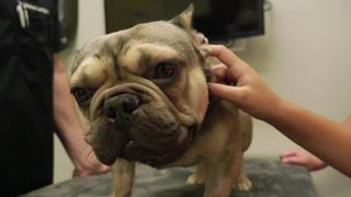 Pardon My Frenchie Pardon My Frenchie