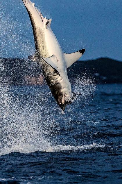Air Jaws Strikes Back: Sharkmania