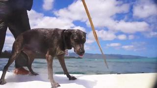 Surf's Up! Surf's Up!