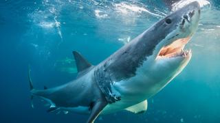Great White Discovery