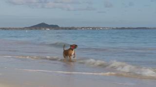 Frisbee Dogs