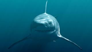 When Sharks Attack