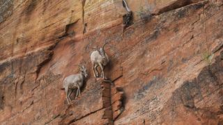 Climbing Goats and Bird Flocks Climbing Goats and Bird Flocks
