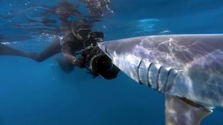 Shark Paparazzi
